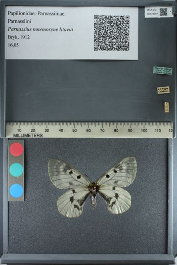 Media type: image;   Entomology 179997